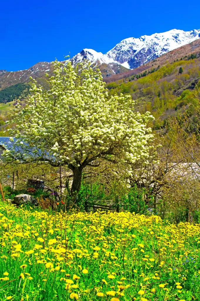 Arbre en fleurs au printemps devant les sommets enneigés