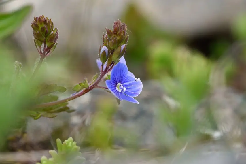 Fleur bleue de montagne en gros plan